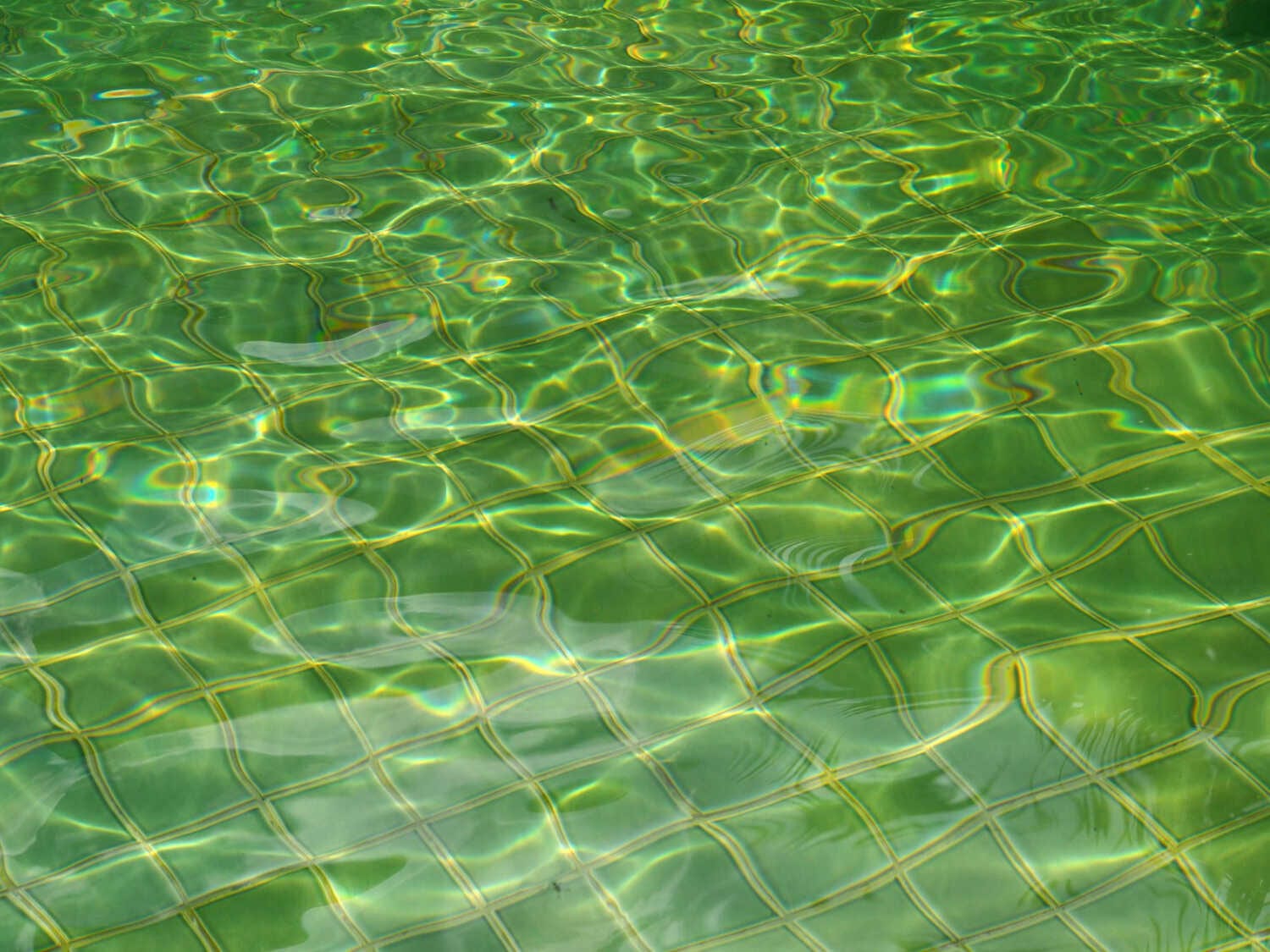 Pool Routes for Sale – How Algae Affects Pool Health and How to Combat It — pool service business insights